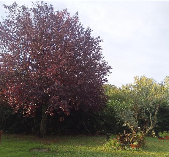 Bnb A La Maison Reggello Exteriör bild